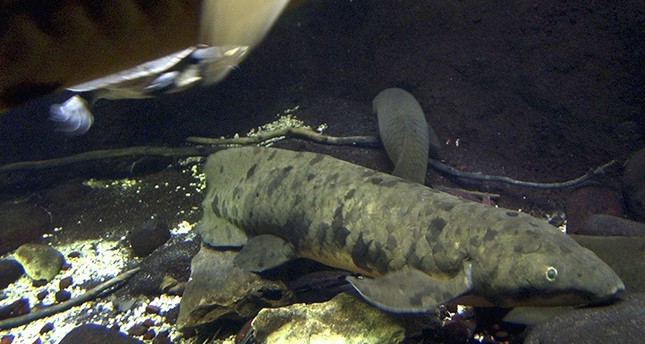 Gar Spotted in the Windy City: First Occurrence of the ... Granddad, the world's oldest aquarium fish, dies at age 90 ...