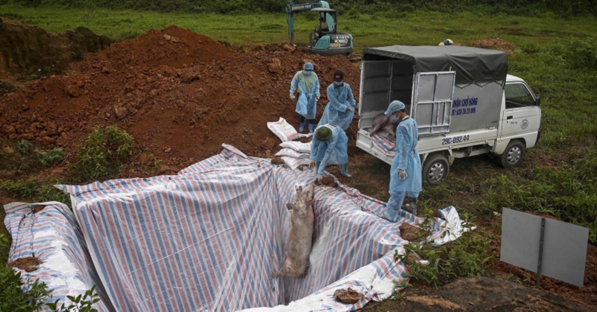 This photograph taken on May 27, 2019 shows health officials and veterinarians throwing a dead pig into an isolated quarantined pit in Hanoi to stop the spread of African Swine Fever (AFP Photo)