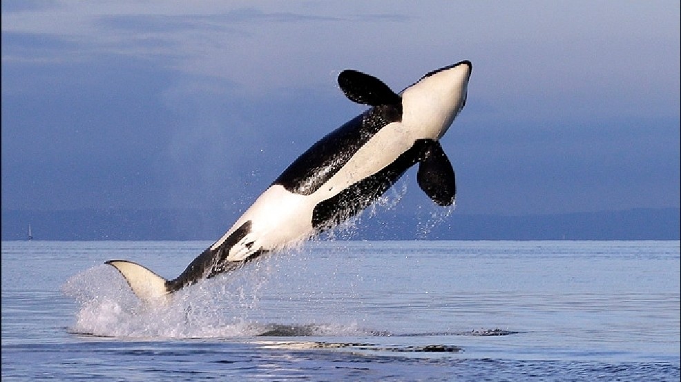 A killer whale breaches in Puget Sound. (AP Photo)