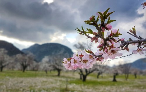 دعوة للاستمتاع بمهرجان أزهار اللوز السنوي في شبه جزيرة داتشا