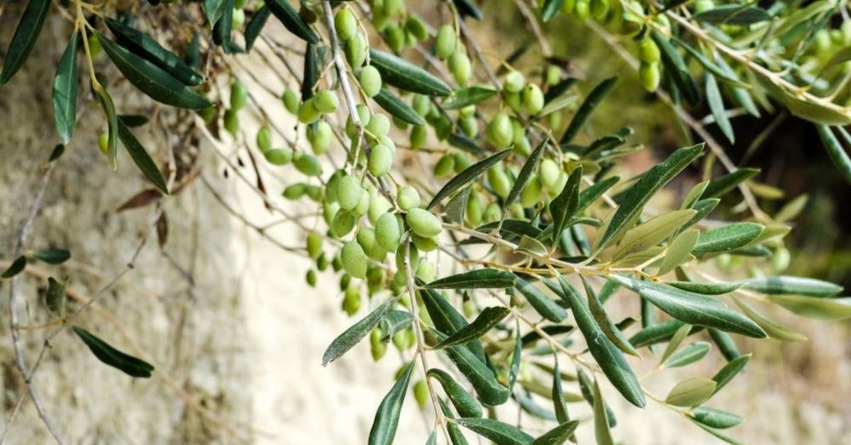 Fresh olives on the branch. (iStock Photo)