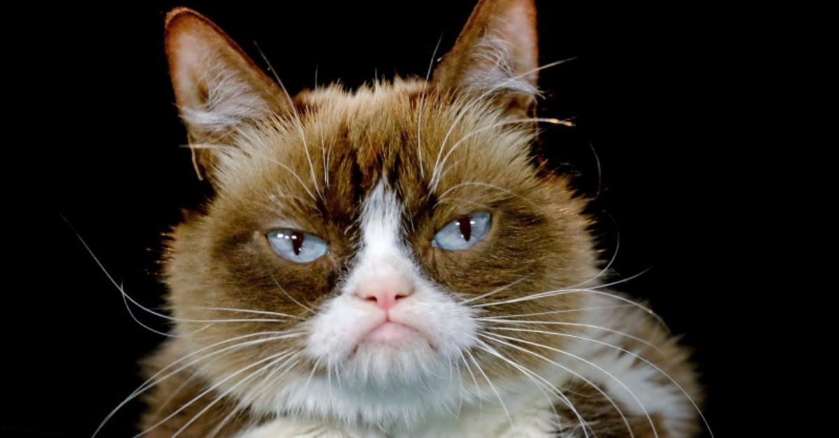 This Dec. 1, 2015 file photo shows Grumpy Cat posing for a photo in Los Angeles. (AP Photo)