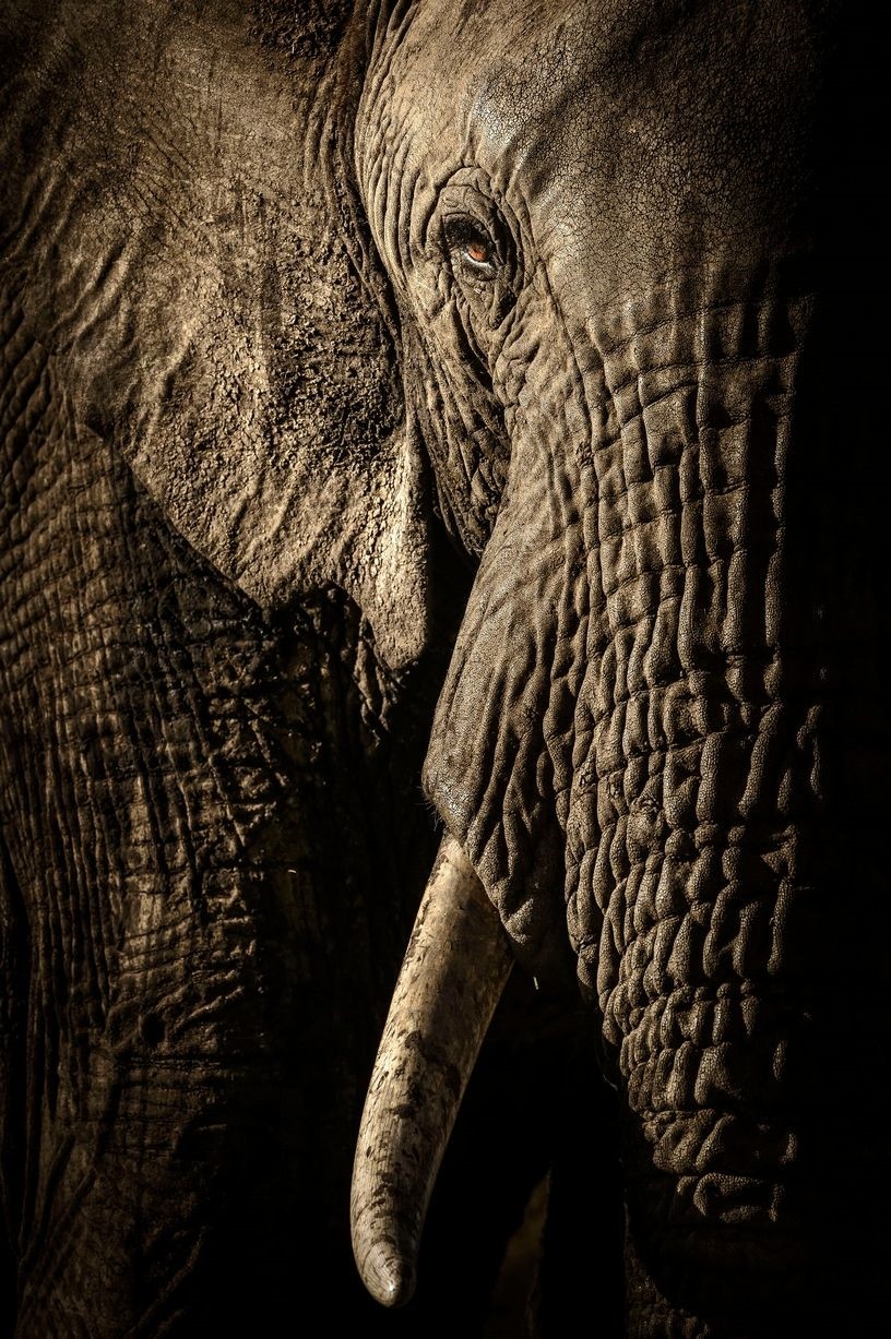 Finalisten der „Wildlife Photographer of the Year 2017” - Photo 1/13