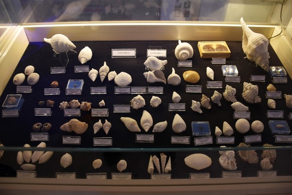 Sea Shell Fossils