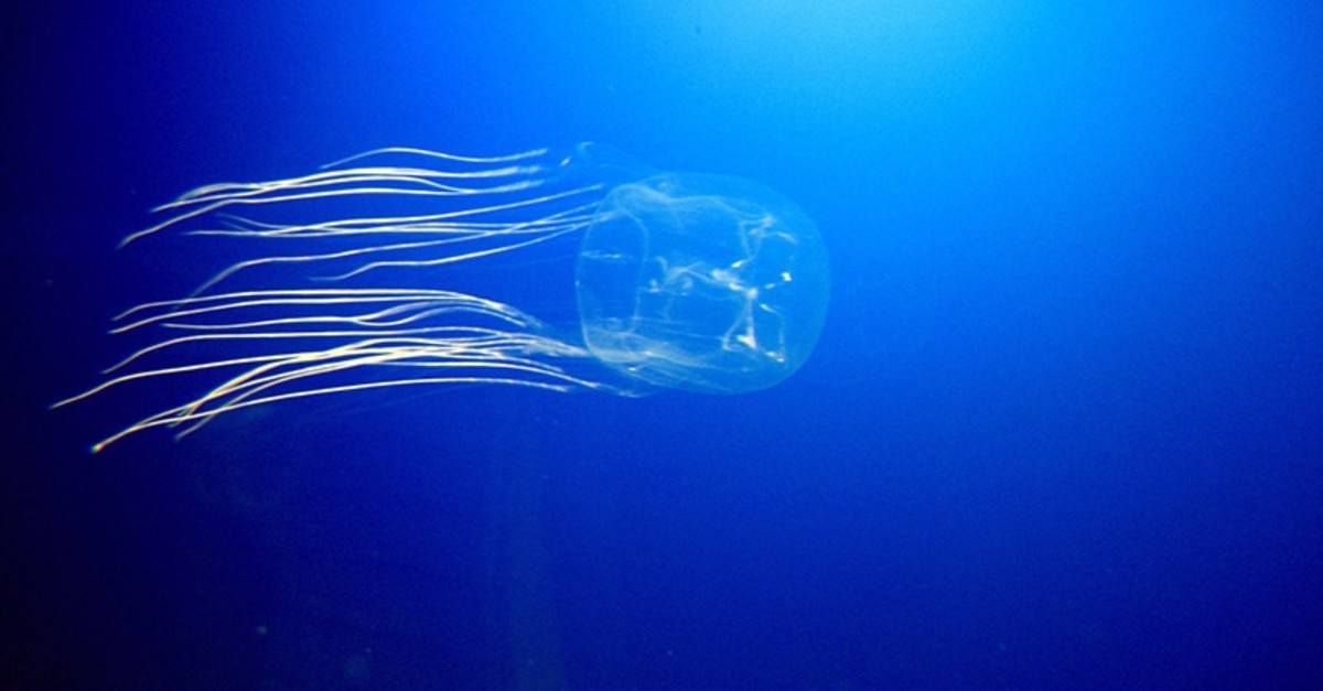  Flickr photo of box jellyfish