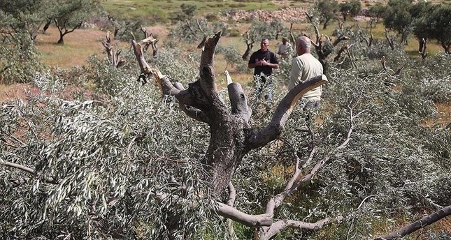 صورة أرشيفية أثناء قيام بعض المستوطنين الإسرائيليين باقتلاع أشجار الزيتون الأناضول