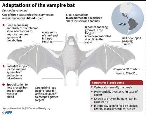 Vampire Bat s Blood Diet Developed Through Evolutionary Genetics vampire-bat-s-blood-diet-developed-through-evolutionary-genetics