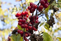 Kayseri people prepare a drink from endemic Gilaburu (viburnum opulus) berries.