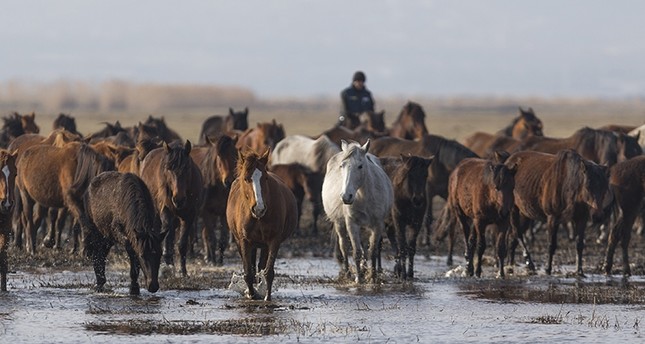 في تركيا.. الفروسية تحتل المرتبة التاسعة عالمياً ومحمية فريدة للخيول البرية