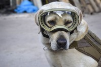 Frida, a rescue dog belonging to the Mexican Navy, takes a break while participating in efforts to search for people trapped at the Rebsamen school in Mexico City.