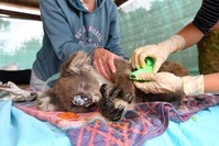 Vets and volunteers treat koalas at Kangaroo Island Wildlife Park on Kangaroo Island, southwest of Adelaide, Australia, Jan. 10, 2020. (Reuters Photo)