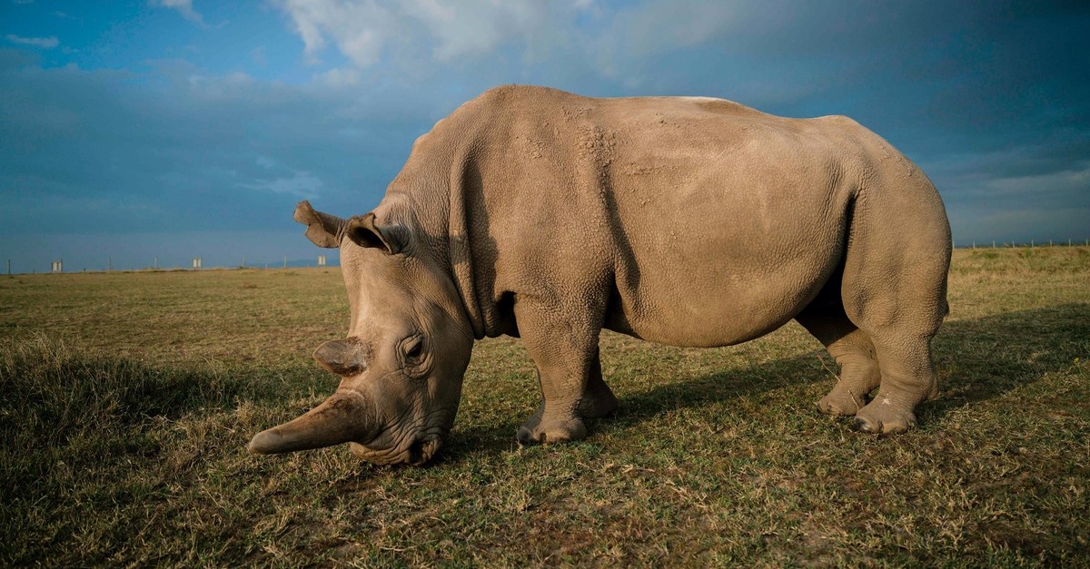 A handout image made available by the Ol Pejeta Conservancy shows a northern white female rhinos called Najin.