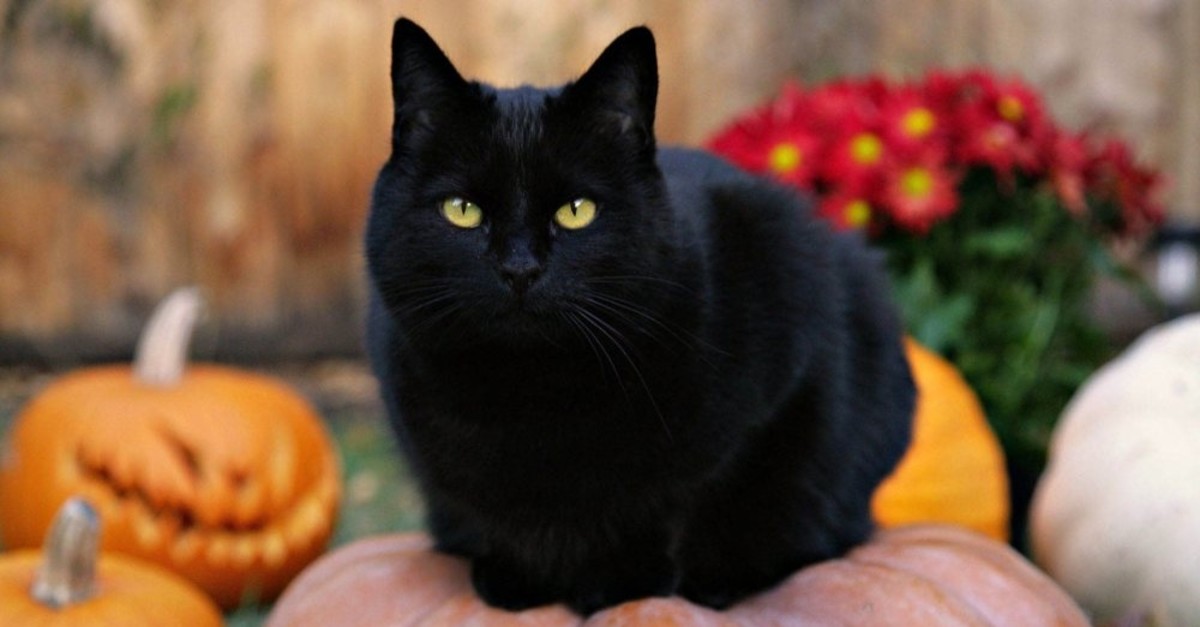 Black cats have a bad reputation but it is just a baseless superstition.