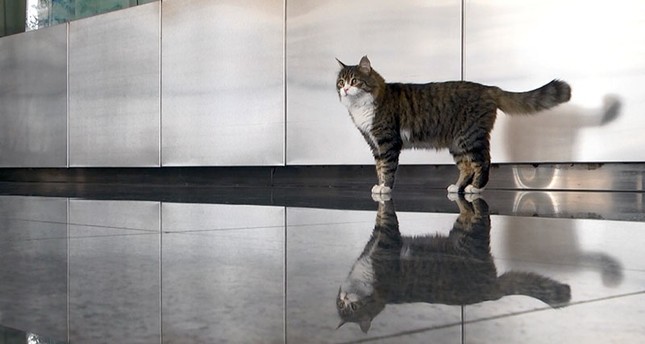 CHP’s mascot cat Şero returns to party headquarters after week-long treatment