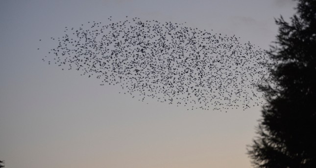 أسراب الطيور ترسم لوحة طبيعية في سماء كوتاهية التركية
