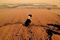 A dog sits amongst ash from bushfires washed up on a beach in Merimbula, in Australia's New South Wales state on January 5, 2020. (Photo by SAEED KHAN / AFP)