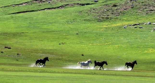 Wild Horses Of Taurus Mountains Run Free Daily Sabah