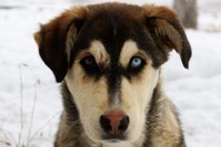 Stray cats and dogs are a common sight in all provinces across Turkey. (IHA Photo)