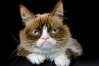 This Dec. 1, 2015 file photo shows Grumpy Cat posing for a photo in Los Angeles. (AP Photo)