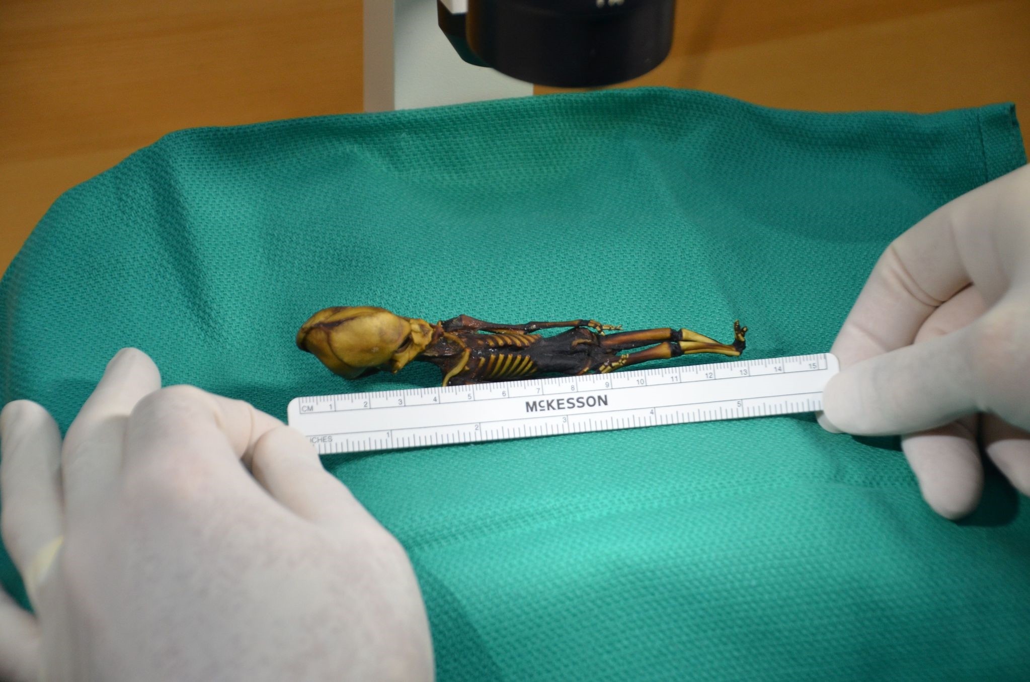  This undated image courtesy of  Dr. Emery Smith show a tiny, mummified skeleton discovery in 2003 in Chile's Atacama Desert, tucked into a leather pouch behind a church. (AFP Photo)