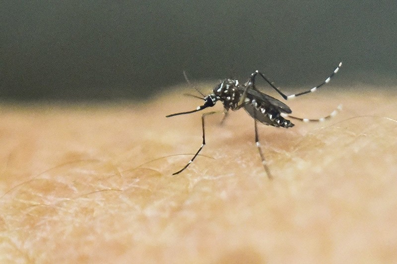 An Aedes Aegypti mosquito is photographed on human skin in a lab of the International Training and Medical Research Training Center (CIDEIM) on January 25, 2016, in Cali, Colombia. (AFP Photo)