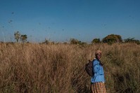 A woman looks on as swarms of locusts land and feed on shea trees in Otuke, Uganda, Feb. 17, 2020. (AFP Photo)
