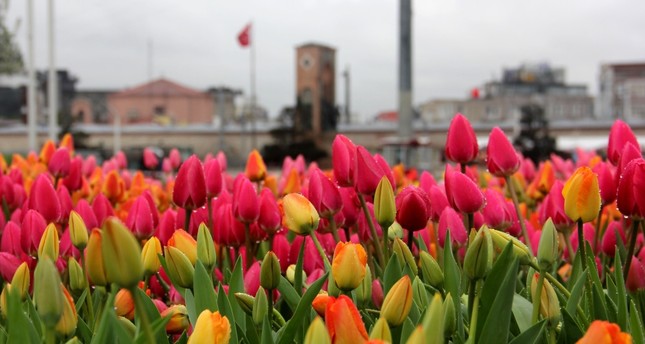 Istanbul springs to life with tulip festival - Daily Sabah
