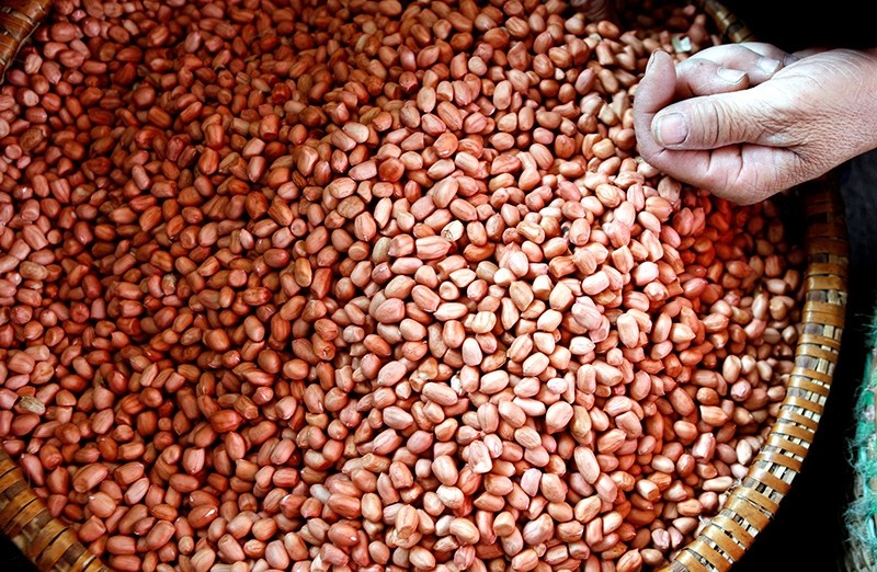  A vendor sells peanuts at the Voi market, 20 km (12.5 miles) south of Hanoi (Reuters File Photo)