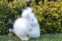 Angora rabbit can grow hair up to 40 centimeters.