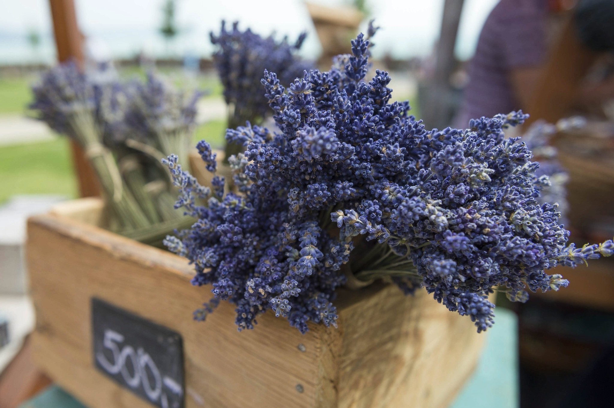 Used in several forms for herbal treatment, lavender is highly rich in Vitamin A and C, the antioxidants.