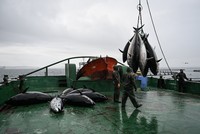 تركيا تهدف لمضاعفة صادراتها من سمك التونا خلال 2024