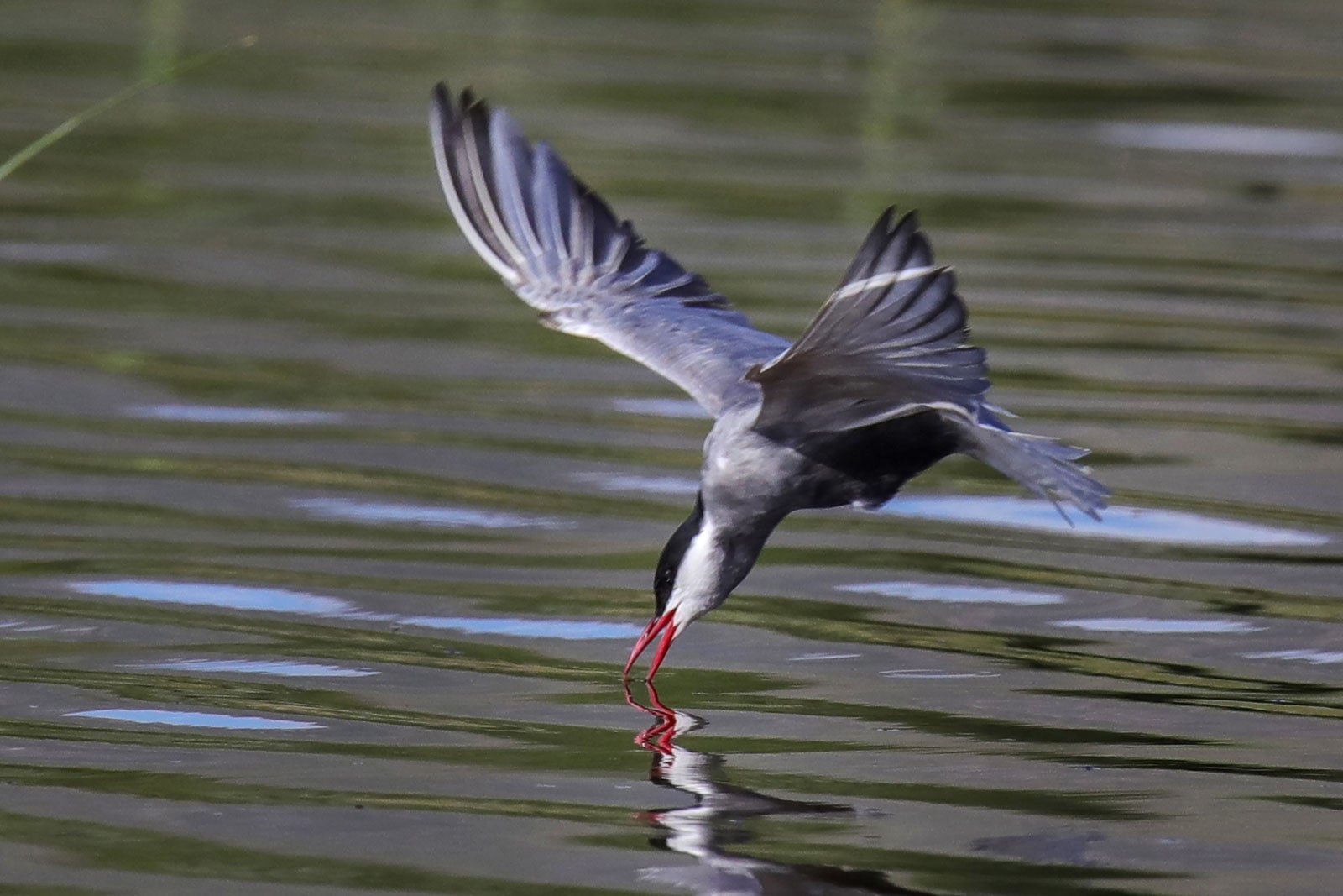 Озеро Ван на востоке Турции стало домом для более 200 видов птиц