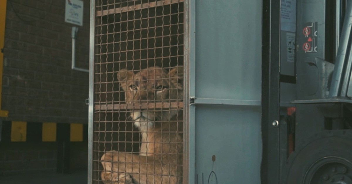 A transport cage with one of the lions moving towards the airplane loading area on a forklift. (AA Photo)