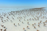 Lake Tuz is one of the most visited breeding grounds for flamingos.