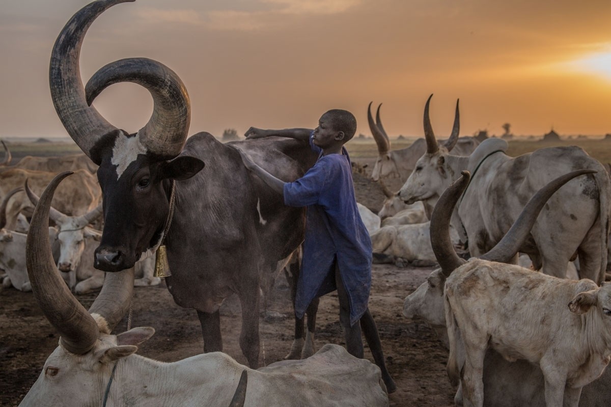 A boy tends a cow in the early morning. The Dinka set up big cattle camps near the Nile to make sure their animals are close to grazing pastures.