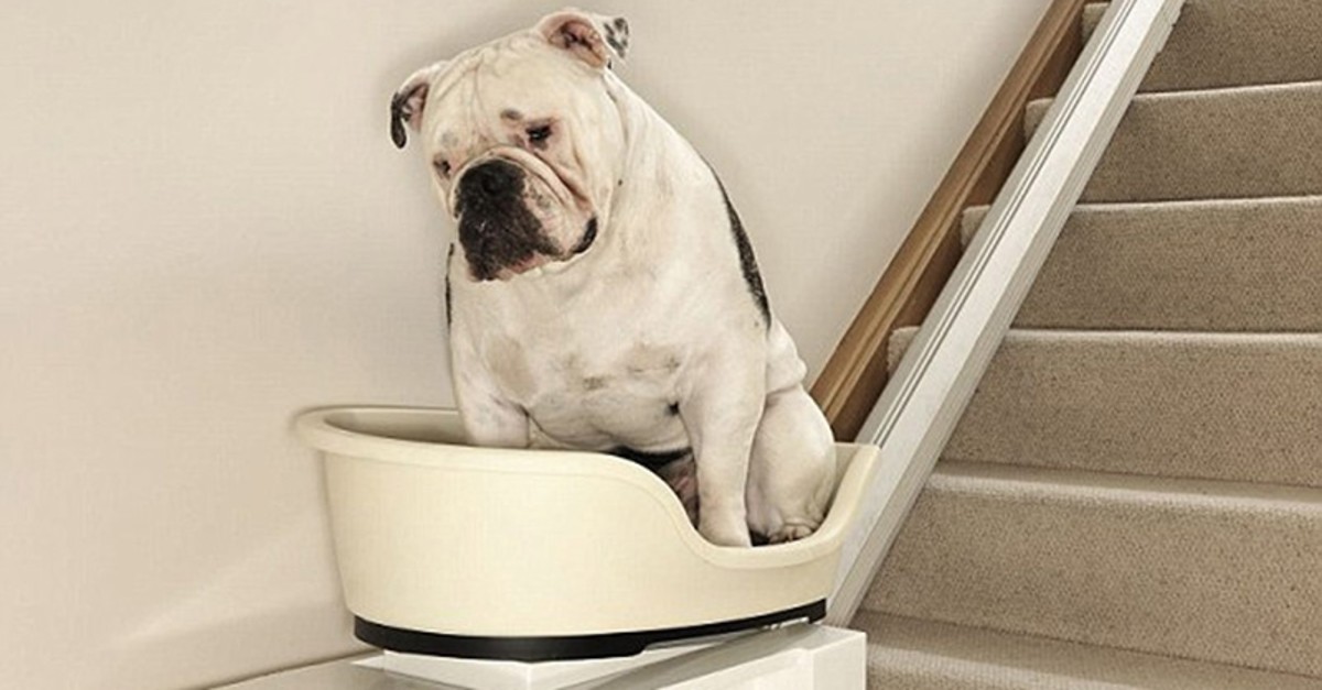 Chunky the bulldog is pictured in the worldu2019s first stair lift for overweight dogs (File Photo)