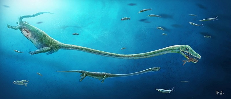 A fish-eating reptile called Dinocephalosaurus, which lived about 245 million years ago during the Triassic Period, is pictured in this artist's reconstruction handout image showing the rough position of the embryo within the mother. (Reuters Photo)