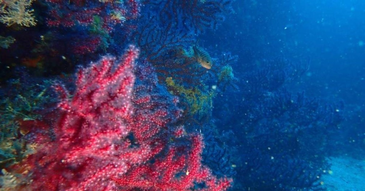 Red corals of Edremit Bay are often used to make jewelry. (AA Photo)