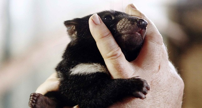 Rare Tasmanian Devils found in Australia - Daily Sabah