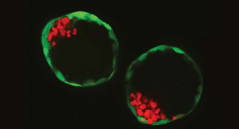 Two of the embryo-like structures grown by the scientists in the lab. (Photo courtesy of Nicolas Rivron)