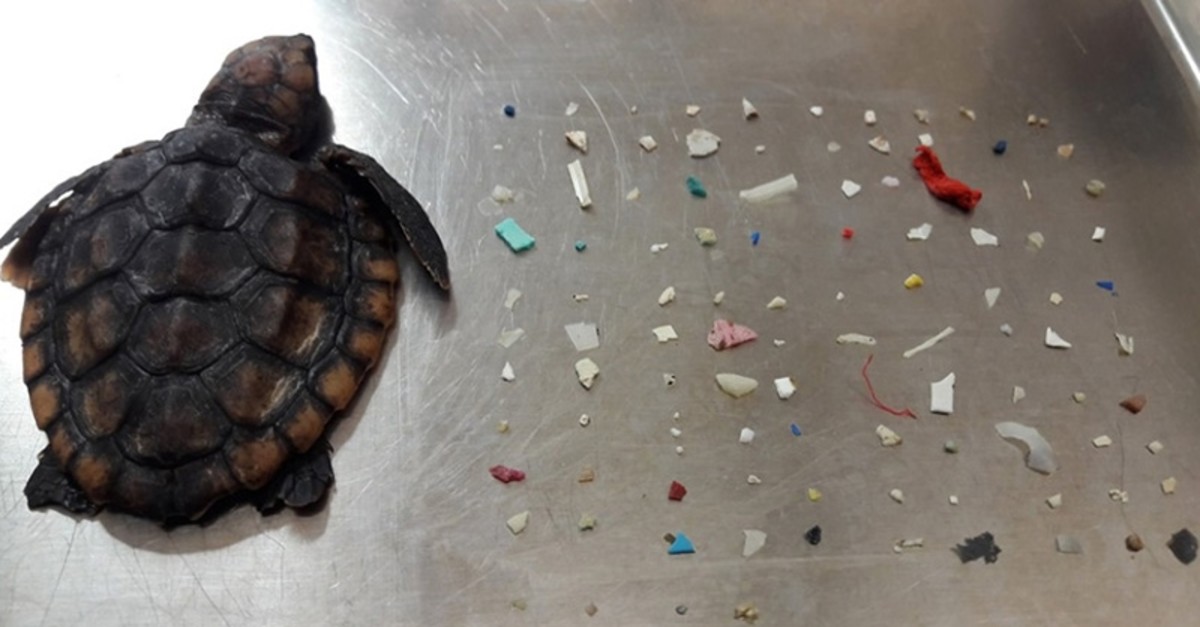 Photo from the Facebook account of Gumbo Limbo Nature Center, Inc.