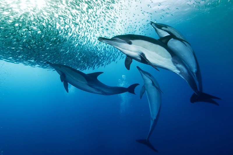 Algorithm distinguishes seven distinct 'clicks' of dolphin language ...