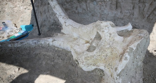 اكتشاف رأس كائن قديم عمره 7.5 ملايين عام في قيصري التركية