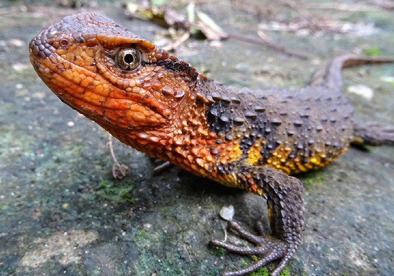 This undated handout photo released on Dec. 19, 2017 by the WWF and taken by Dr. Thomas Ziegler shows a Vietnamese crocodile lizard (Shinisaurus crocodilurus vietnamensis) in Vietnam. (AFP Photo)