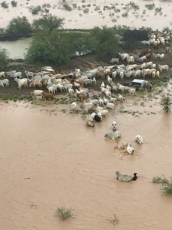 Cowan Downs Station via Reuters.