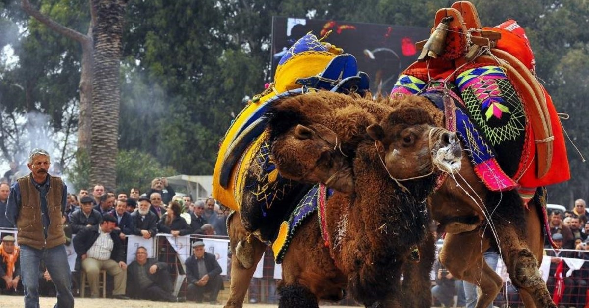 Camel wrestling is a very old tradition, especially in western Turkey. (AA Photo)