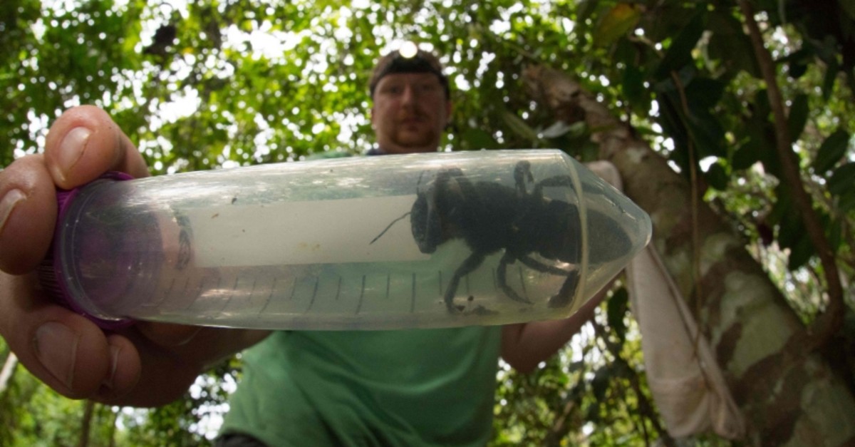 This undated handout picture provided by Global Wildlife Conservation on Feb. 21, 2019, shows entomologist and bee expert Eli Wyman with the first rediscovered individual of Wallaceu2019s giant bee in Indonesia. (AFP Photo)