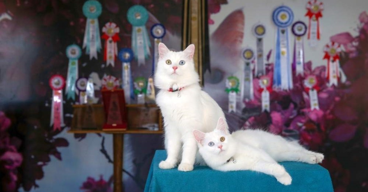 Van cats Su and Ba?ak pose for the cameras after a successful day at the International Happy Cats Beauty Pageant. (AA Photo)