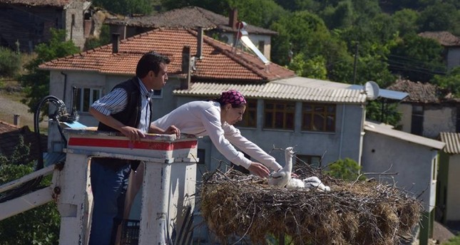 قرية تركية تستضيف زوجاً من اللقالق منذ ثلاث سنوات