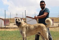 Breeder Murat Tau015fdelen, who supplied Kangal dogs to riot police, poses with one.